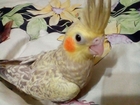 Смотреть foto Птички Продам птенцов попугая корелла 1, 5мес 37944411 в Алушта