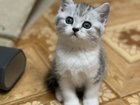 Продам Британских короткошёрстных котят