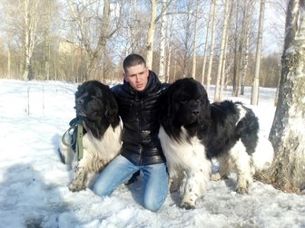 Смотреть foto Вязка собак Кобель ньюфаундленд, Чемпион России и чемпион РКФ, 69191667 в Архангельске