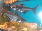 Новое foto  Продам пангасиус акулий сом 33299216 в Балаково