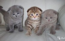 Шотланские котятки драгоценных окрасов