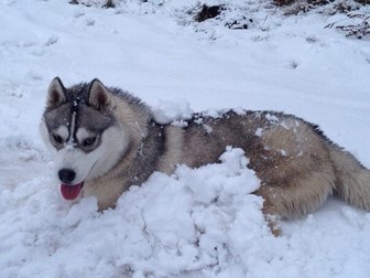 Смотреть изображение Вязка собак Предлагаем вязку с Сибирским Хаски 66942429 в Белгороде