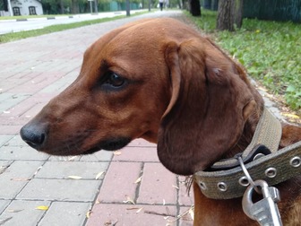 Свежее фото Вязка собак такса кобель, вязка ищет дамму 69795705 в Белгороде