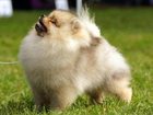 Смотреть изображение Собаки и щенки Померанский миниатюрный шпиц 32608582 в Бийске