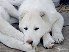 Щенки сао (алабай). Central Asian shepherd dog