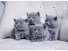 Смотреть фотографию  Британские голубые котята 32390203 в Благовещенске