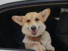 Скачать бесплатно фотографию Вязка собак вельш корги прембок ищет подружку 68471696 в Братске