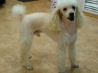Смотреть фотографию Вязка собак Мальчик-пудель ищет девочку для вязки 68951871 в Братске