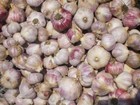 Свежее foto  Продаю чеснок (молодой) нового урожая, 67747695 в Брянске