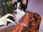 Скачать бесплатно фото Вязка собак ищем девочку для красавчика 68492960 в Чебоксарах