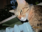 Скачать бесплатно фотографию Вязка кошек помесь бвнгальской породы короткошерстная 80322723 в Череповце