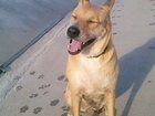 Увидеть фото Найденные Пропала рыжая беспородная собака в Чудовском районе 33764292 в Чудово