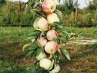 Новое фотографию Растения яблони колоновидные районированные для Урала 32586283 в Екатеринбурге