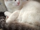 Скачать бесплатно foto Потерянные Потерялась кошка 33347002 в Екатеринбурге