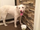 Скачать фотографию Найденные Уралмаш, белая собака(кобель) 35377957 в Екатеринбурге