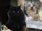 Смотреть изображение  Гостиница-Передержка для маленьких собак и котов 69771358 в Екатеринбурге