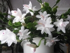 Новое фото Разное отростки цветка декабриста белого и малинового 38788758 в Грязи