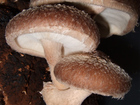 Увидеть foto  Домашние грибы шиитаке! 34527218 в Иваново