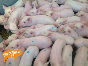 Смотреть изображение  ландрас порода свиней 33101643 в Иваново