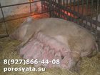  foto      34231401  