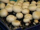 Новое изображение  Домашние грибы – корзинами! 36594624 в Ярославле