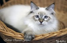 Невский маскарадный котик Корней