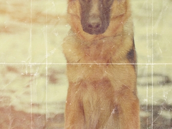 Смотреть изображение  Дрессировка собак и фотосессии собак 38734375 в Ярославле