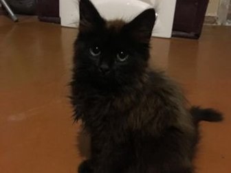 котенок 3 месяца, кот в Ярославле