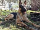Смотреть foto Вязка собак Кобель немецкой овчарки ищет невесту 33775107 в Электростали