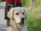 Новое фото Потерянные пропала собака 37783701 в Калининграде