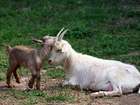 Скачать бесплатно фото Другие животные Продам стадо коз с козлятами и окотными козами 69417980 в Калининграде