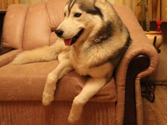 Свежее фотографию  Пропала собака 33918201 в Калининграде