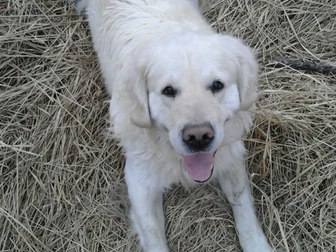Смотреть фото Потерянные Пропала собака 38478621 в Калининграде