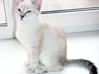 Увидеть foto  Продаю тайских котят 32414584 в Калуге