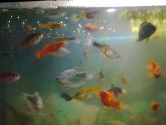 Новое изображение Аквариумные рыбки Аквариумные рыбки 38397745 в Калуге