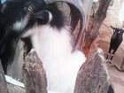 Уникальное фото Другие животные Продаю коз 33250626 в Камышине