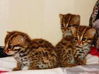 Свежее фотографию Другие животные питомник азиатской леопардовой кошки 34532005 в Казани