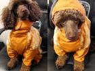 Смотреть фотографию Вязка собак Ищем девочку карликового пуделя 38217650 в Кемерово