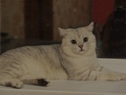 Скачать фотографию Вязка кошек Британец короткошерстный Гавриил, 69797151 в Кирове
