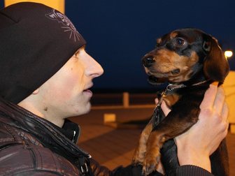 Скачать бесплатно изображение Продажа собак, щенков Потерялся кобель такса 9 МАЯ у ЦИРКА во время салюта, 32755367 в Кирове