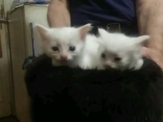 Продаю двоих котят мальчика и девочку,белые котята, очень  красивые,отдам в хорошие руки, в Кирове