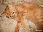 Уникальное изображение Другие животные отдам котенка 35017286 в Коломне