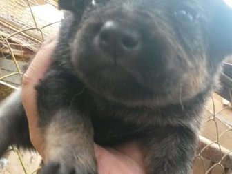 Новое фото Другие животные 7 прекрасных щенят ищут свой дом 33624022 в Коломне