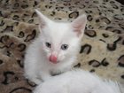Скачать бесплатно фотографию  ангорские котята в дар 33430861 в Королеве