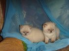 Уникальное изображение Продажа кошек и котят голубоглазые сокровища 32361128 в Костроме
