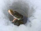Увидеть foto  Ловля щуки зимой в Краснодарском крае и отдых 34159916 в Краснодаре