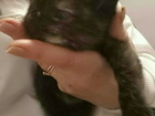  foto   -          70462956  