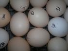 Скачать foto  Инкубационное яйцо с доставкой в регионы с соблюдением температурного режима и сроков, 34813697 в Красноярске