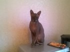 Увидеть foto Потерянные Потерялся кот 36753234 в Красноярске