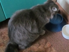 Новое изображение Найденные Пропала кошка 37312256 в Красноярске